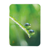 Dew Drops on Green Grass Peaceful Nature Magneet (Verticaal)