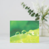 Dew Drops on Green Leaf Story in Nature Briefkaart (Staand voorkant)