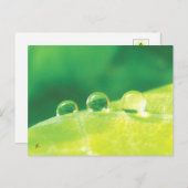 Dew Drops on Green Leaf Story in Nature Briefkaart (Voorkant / Achterkant)