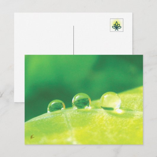 Dew Drops on Green Leaf Story in Nature Briefkaart (Voorkant / Achterkant)