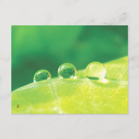 Dew Drops on Green Leaf Story in Nature Briefkaart (Voorkant)
