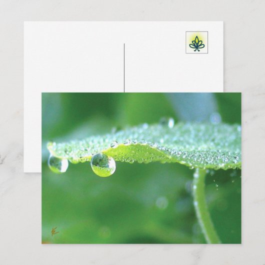 Dew Drops on Green Leaf Story in Nature Briefkaart (Voorkant / Achterkant)