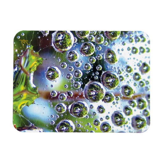 Dew Drops on Spider Web Amazing Nature Magneet (Horizontaal)