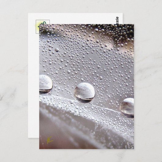 Dew Drops on Spider Web Galaxy Nature Briefkaart (Voorkant / Achterkant)