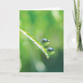 Dew Drops op Green Grass Earth Reflections Kaart (Voorkant)