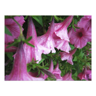 Dew Drops op roze bloemen Foto Afdruk
