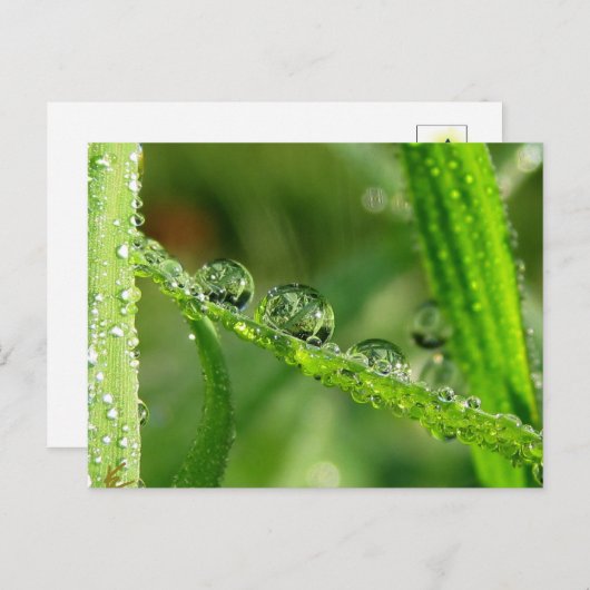 Dew Drops Water Slide Playful Nature Briefkaart (Voorkant / Achterkant)