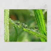 Dew Drops Water Slide Playful Nature Briefkaart (Voorkant)