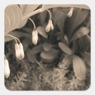 Dew Druppels Vierkante Sticker