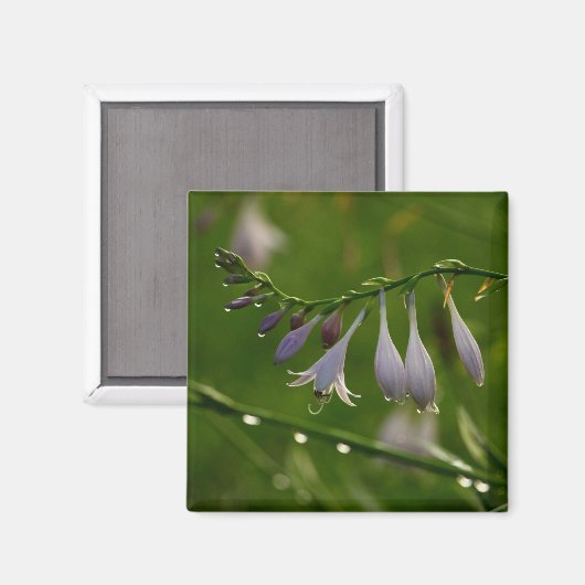 Dew druppelt op hosta bloesem magneet (Voorkant / Achterkant)