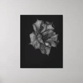 Dew-Kissed Petals in het donker Canvas Afdruk