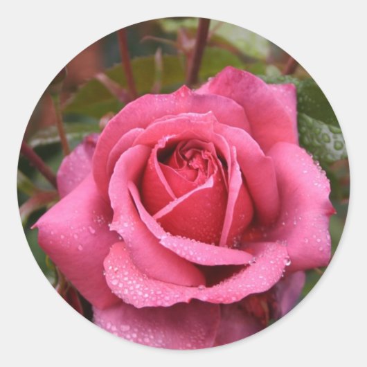 Dew kuste Pink Rose Ronde Sticker (Voorkant)