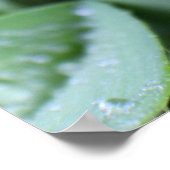 Dew on Blades of Grass Poster (Hoek)