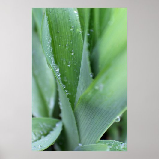 Dew on Blades of Grass Poster (Voorkant)