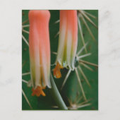 Dew op Aloe Bloom  Briefkaart (Voorkant)