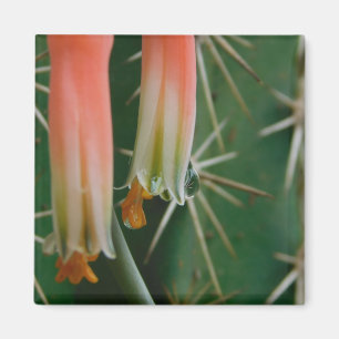 Dew op Aloe Bloom Magneet