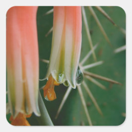 Dew op Aloe Bloom Vierkante Sticker