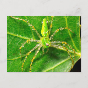 Dew op een groene Lynx Spider Briefkaart