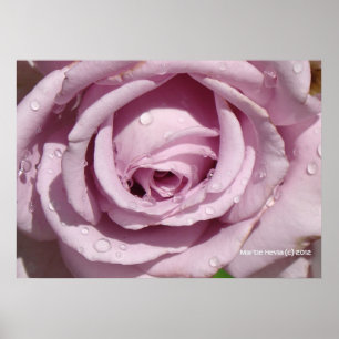 Dew op een lavendel Roos Poster