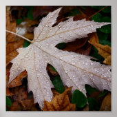 Dew op gevallen herfstbladeren fotografie poster (Voorkant)