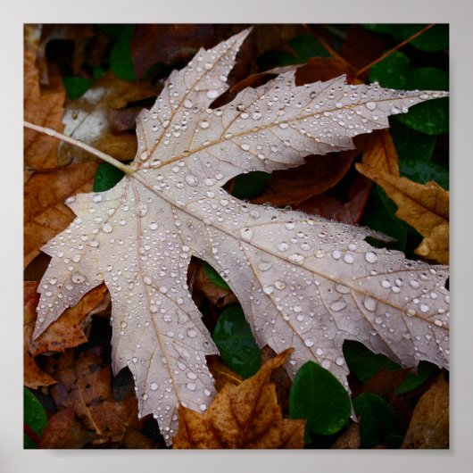 Dew op gevallen herfstbladeren fotografie poster (Voorkant)