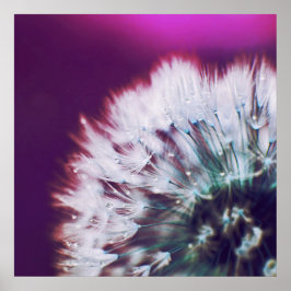 Dew. op Paarse roze dandalion Macro Abstract Poster