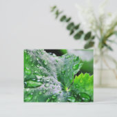 Dew Water druppels Briefkaart (Staand voorkant)
