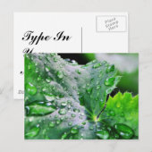 Dew Water druppels Briefkaart (Voorkant / Achterkant)