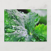 Dew Water druppels Briefkaart (Voorkant)