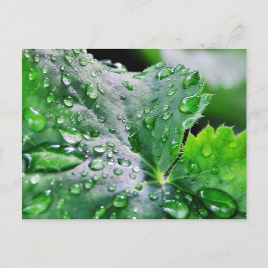 Dew Water druppels Briefkaart (Voorkant)