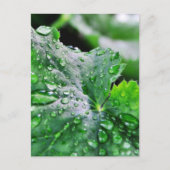 Dew Water druppels Briefkaart (Voorkant)