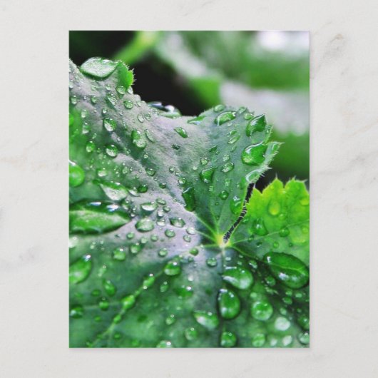 Dew Water druppels Briefkaart (Voorkant)