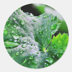 Dew Water druppels Ronde Sticker