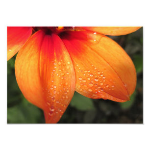 Dewdrop Dahlia 14x10 Foto Afdruk