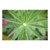 Dewdrop Foto Afdruk (Voorkant)
