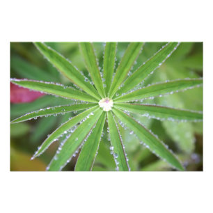 Dewdrop Foto Afdruk