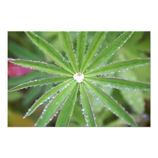 Dewdrop Foto Afdruk (Voorkant)