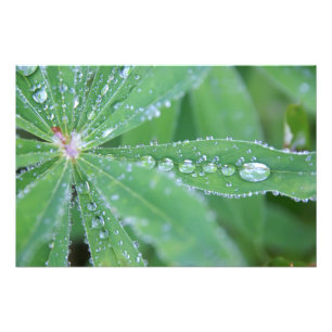 Dewdrop Foto Afdruk