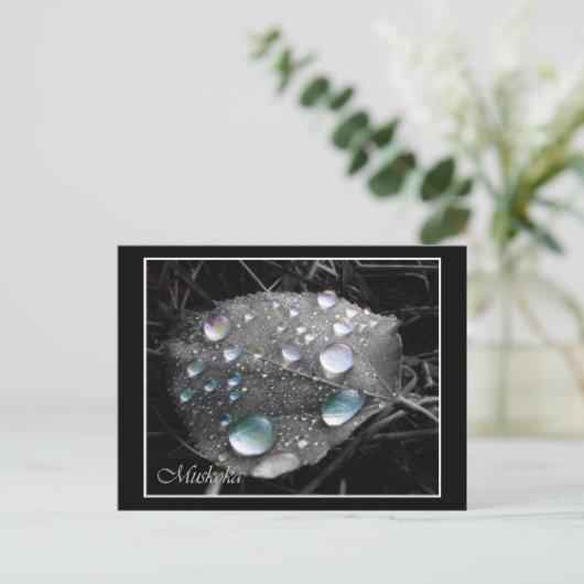 Dewdrop Leaf Briefkaart (Staand voorkant)