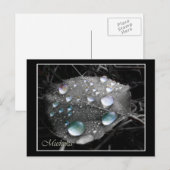 Dewdrop Leaf Briefkaart (Voorkant / Achterkant)