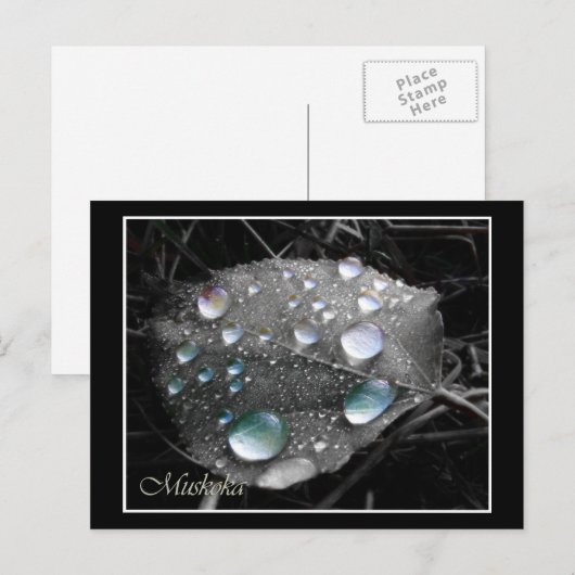 Dewdrop Leaf Briefkaart (Voorkant / Achterkant)