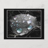 Dewdrop Leaf Briefkaart (Voorkant)