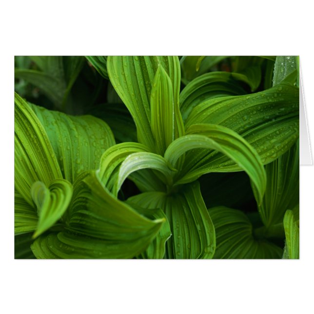 Dewdruppels op een False Helabore (Voorkant Horizontaal)