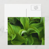 Dewdruppels op een False Helabore Briefkaart (Voorkant / Achterkant)