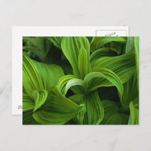 Dewdruppels op een False Helabore Briefkaart (Voorkant / Achterkant)