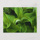 Dewdruppels op een False Helabore Briefkaart (Voorkant)