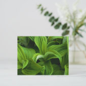 Dewdruppels op een False Helabore Briefkaart (Staand voorkant)