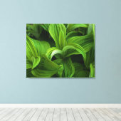 Dewdruppels op een False Helabore Canvas Afdruk (Insitu (Houten vloer))