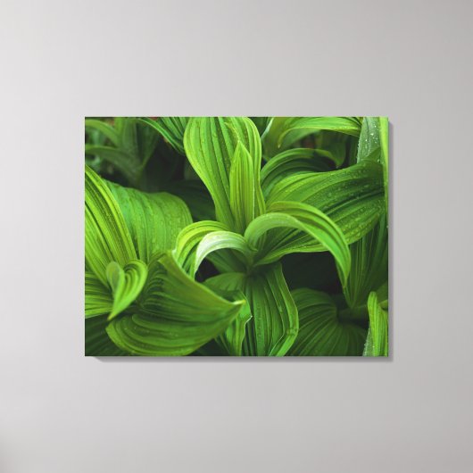 Dewdruppels op een False Helabore Canvas Afdruk (Voorkant)