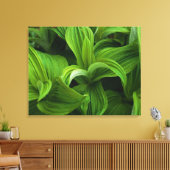 Dewdruppels op een False Helabore Canvas Afdruk (Insitu (Woonkamer))